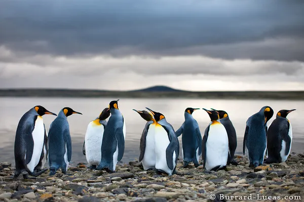 King Penguins King Penguins