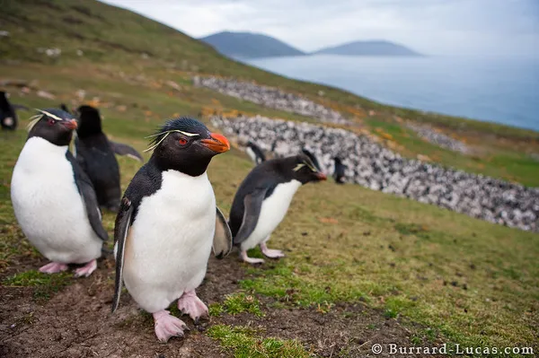 Rockhopper Penguins Rockhopper Penguins